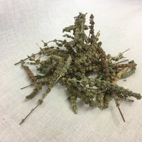 Jing Jie Sui - Hairy Sage - Max Nature