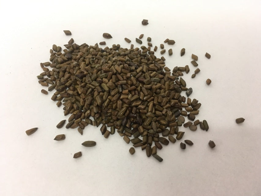Jue Ming Zi - Sicklepod - Max Nature