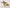 Quan Dang Gui Pian - Premium Whole Chinese Angelica (No sulfur smoked) - Max Nature