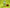 Ren Shen Bai Du San - 1 Dozen - Max Nature