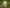 Shang Zhong Xia Tong Feng Wan - 1 Dozen - Max Nature