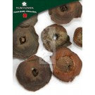Shi Di - Diospyros Kaki Calyx & Receptacle - Max Nature