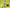 Tou Tong San - 1 Dozen - Max Nature